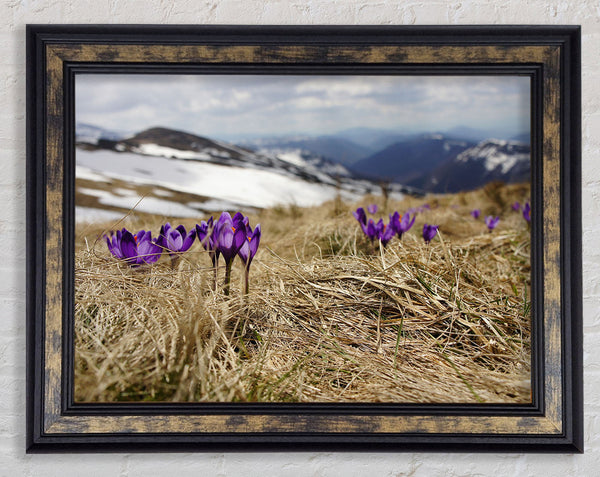 Purple crocus sprouting through the grass Framed Print