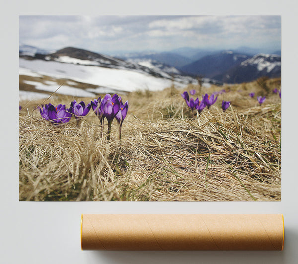 Purple Crocus Sprouting Through The Grass Print