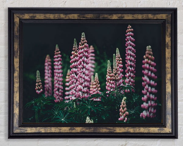 Loopins standing tall above the undergrowth Framed Print