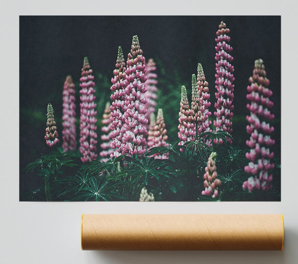 Loopins Standing Tall Above The Undergrowth Print