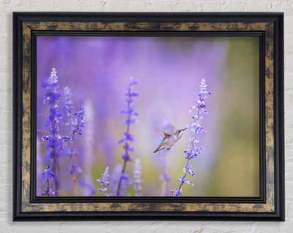 Humming bird feeding time Framed Print