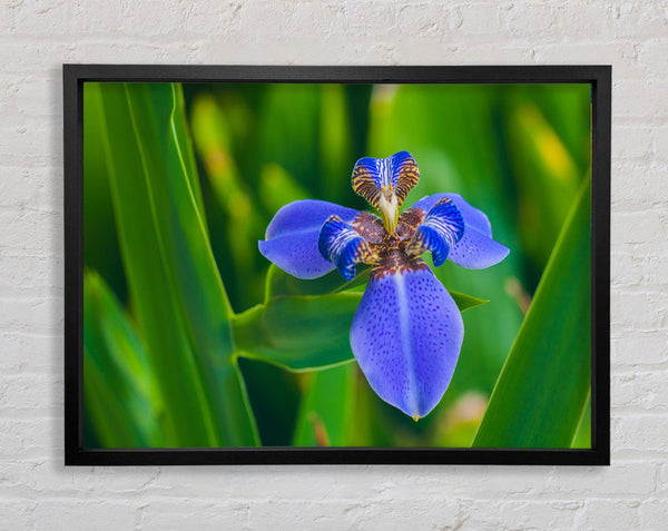 Kleine blaue Blume im Bild