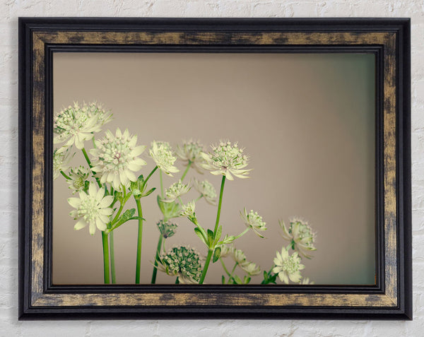 White flowes on the grey Framed Print