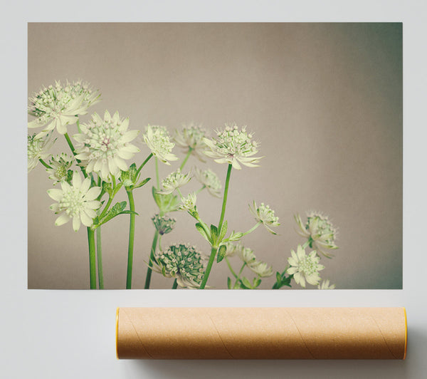 White Flowes On The Grey Poster
