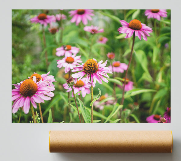 Pink Flowers Down Below In The Grass Giclee Print