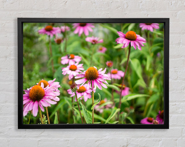 Rosa Blumen unten im Gras