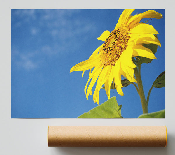 Yellow Sunflower Standing Above The Rest Giclee Print