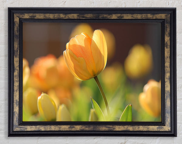 Yellow tulip in the spring Framed Print