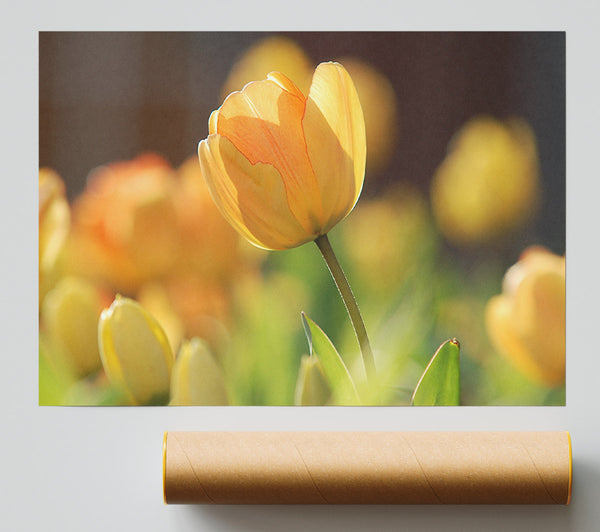 Yellow Tulip In The Spring Print
