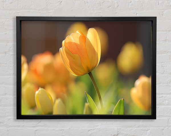 Gelbe Tulpe im Frühling 