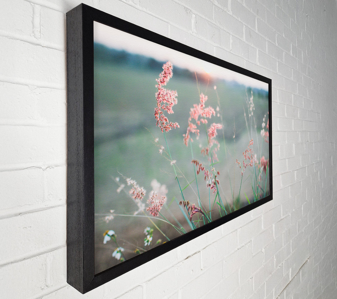  A Canvas Print of Peach coloured flowers in the morning meadow Canvas Art