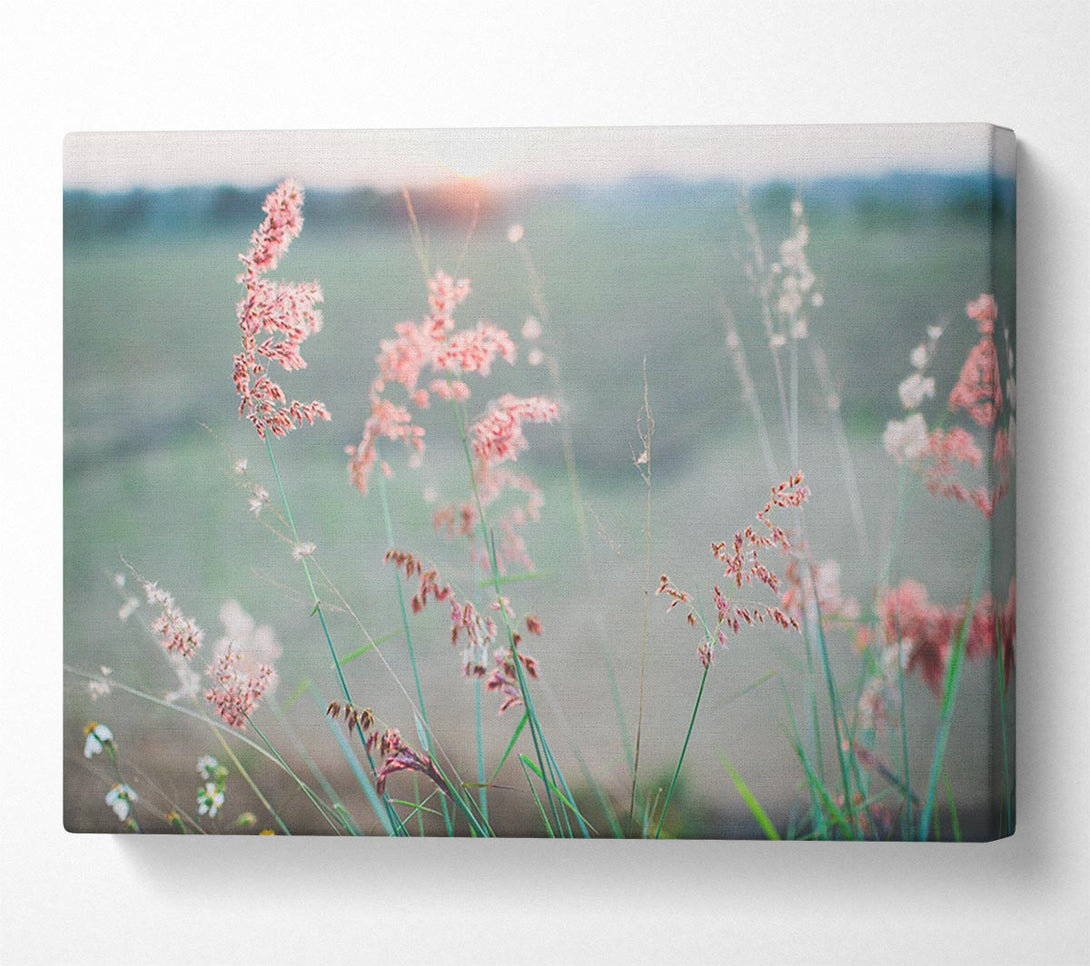 A Canvas Print of Peach coloured flowers in the morning meadow Canvas Art