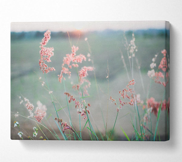  A Canvas Print of Peach coloured flowers in the morning meadow Canvas Art