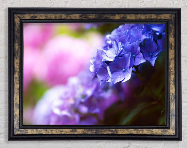 Pretty small purple flowers Framed Print