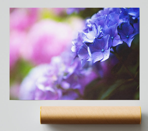 Pretty Small Purple Flowers Poster