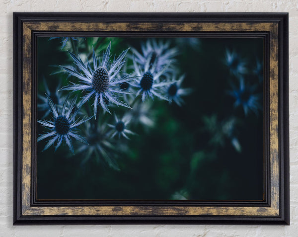 Spring thistle Framed Print