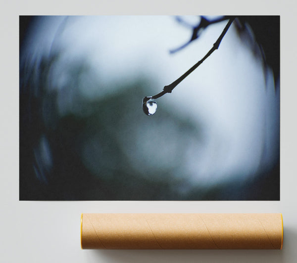 Singele Droplet On A Twig Print