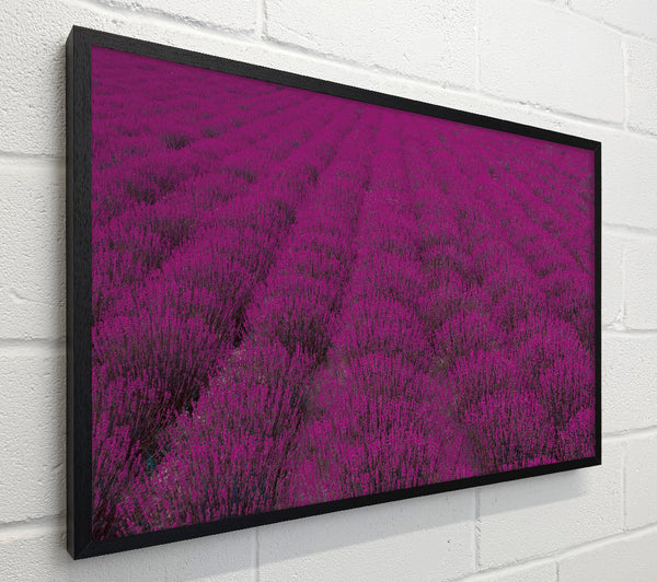 Impressive fields of lavender