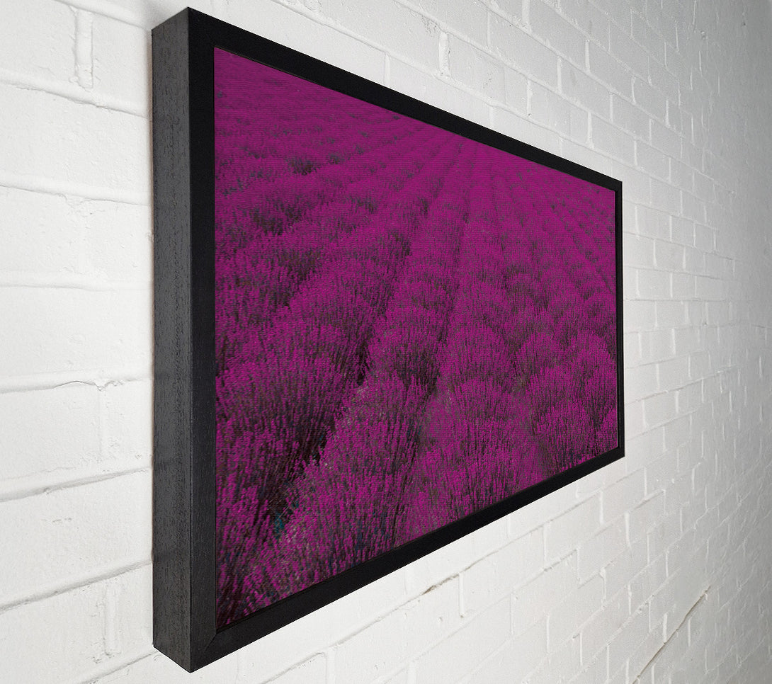  A Canvas Print of Impressive fields of lavender Canvas Art