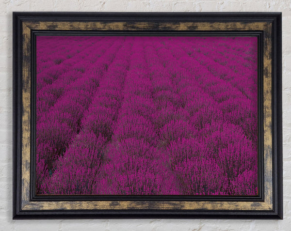 Impressive fields of lavender Framed Print