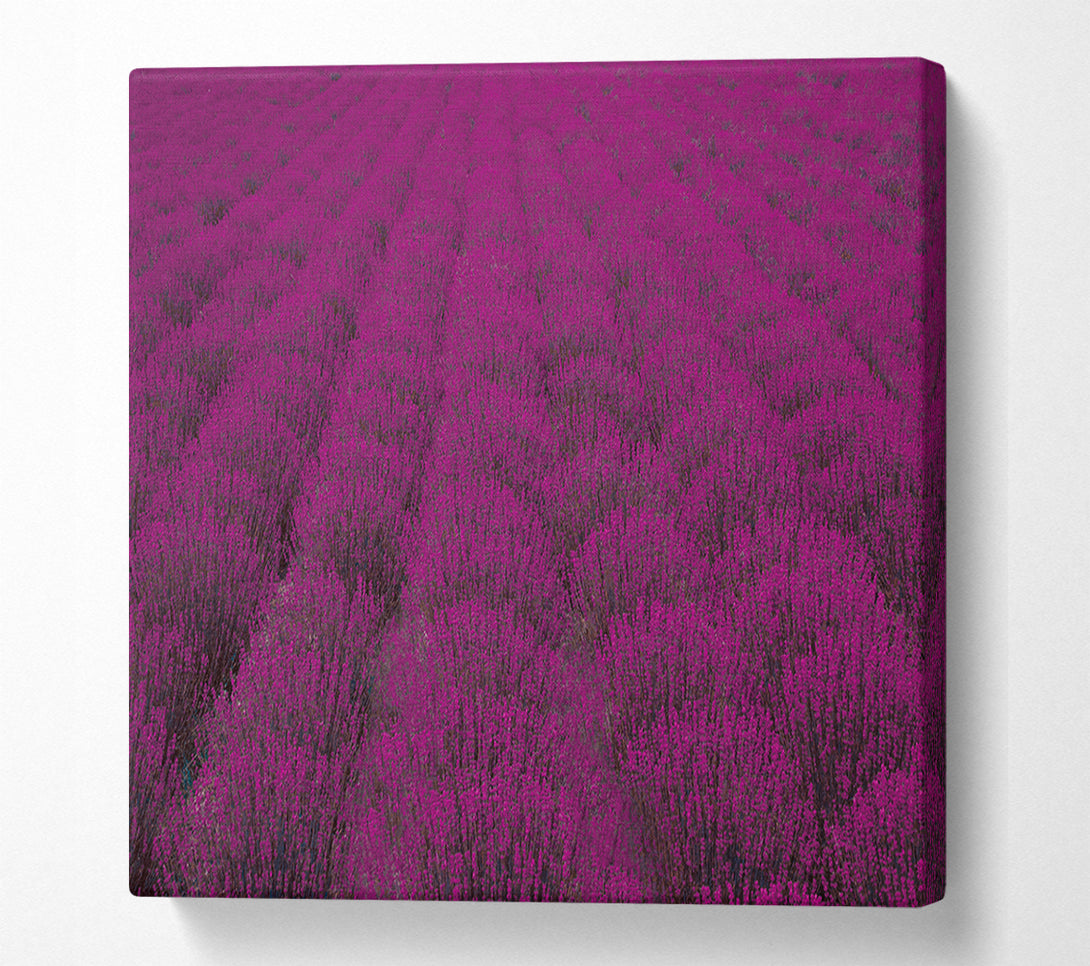  A Canvas Print of Impressive fields of lavender Canvas Art