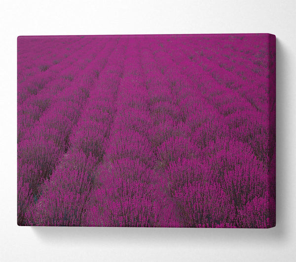  A Canvas Print of Impressive fields of lavender Canvas Art