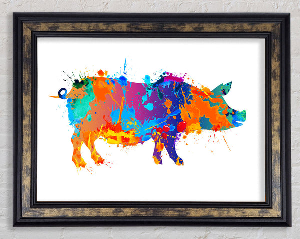 Colour splash Pig Framed Print