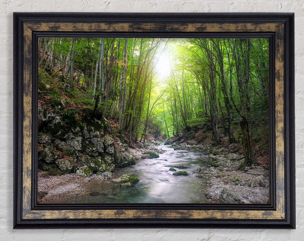 Green woodland stream walk Framed Print
