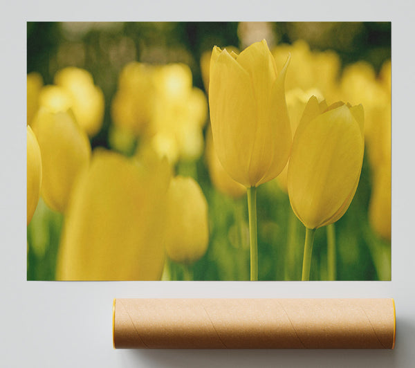 Yellow Tulips Supreme Print