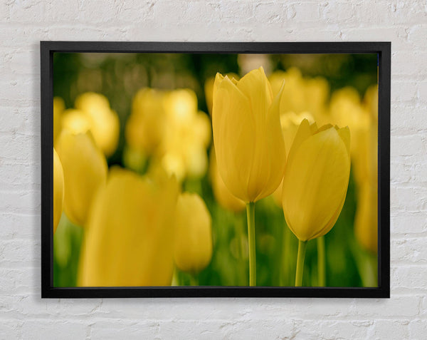 Gelbe Tulpen der Spitzenklasse 