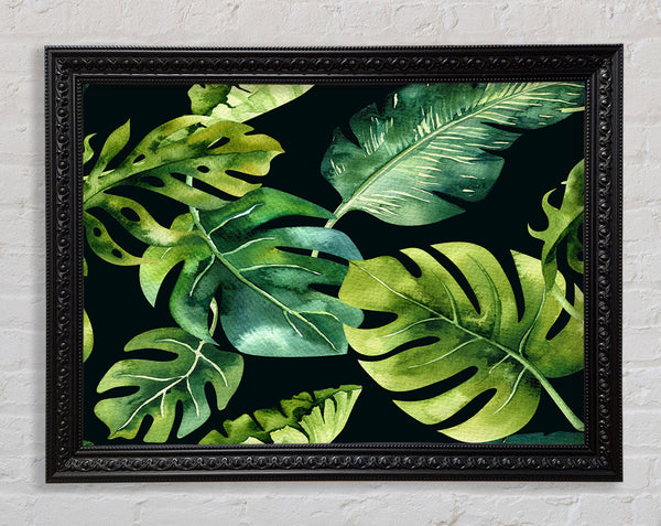 Monstera gemischte Blätter