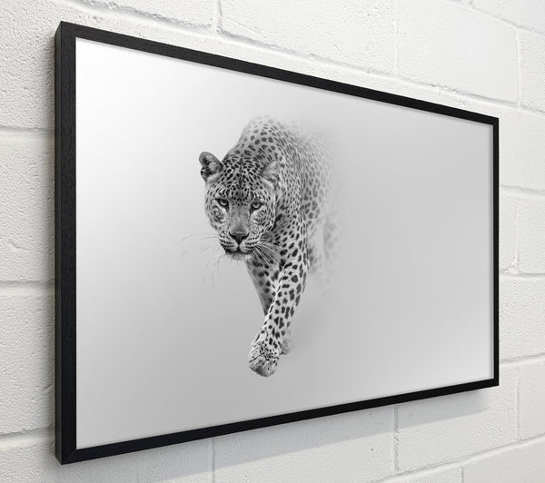 Leopard In The Mist