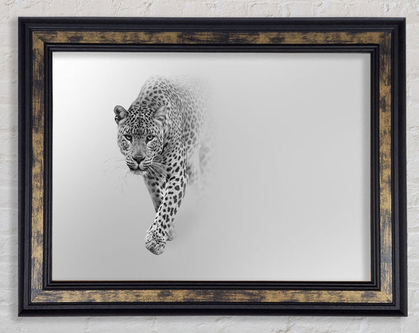 Leopard In The Mist Framed Print