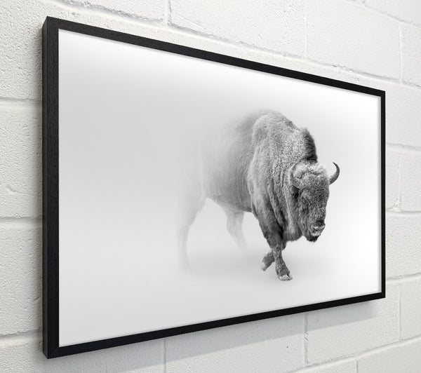 Bison In The Mist