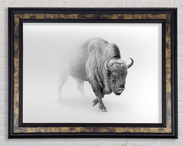 Bison In The Mist Framed Print
