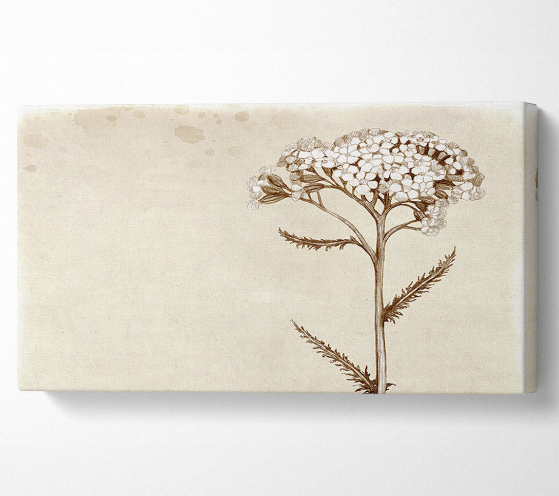  A Canvas Print of Floral Beauty Sepia Canvas Wall Art