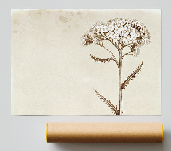 Floral Beauty Sepia Print