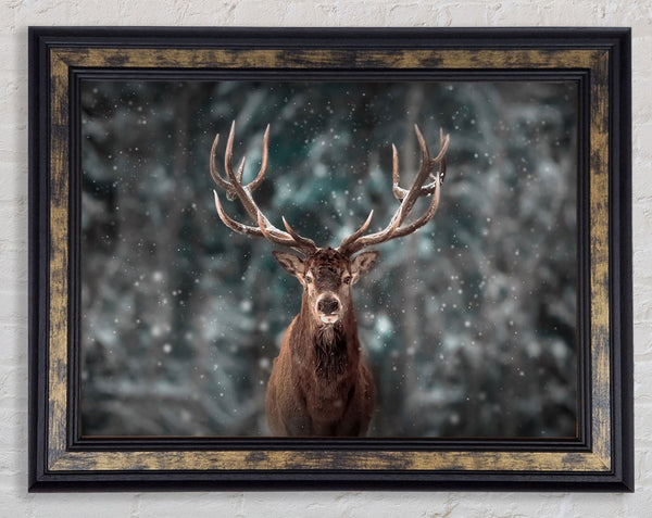 Stag In The Snow Framed Print