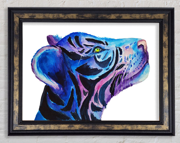 Stunning Tiger Cub Blues Framed Print
