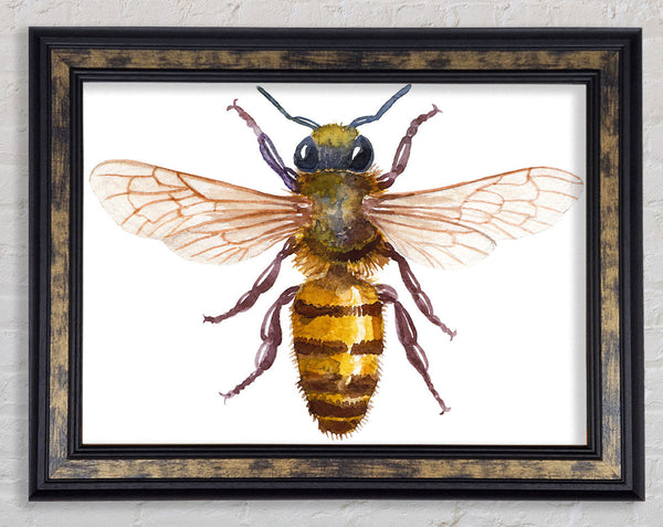 Watercolour Bee Framed Print