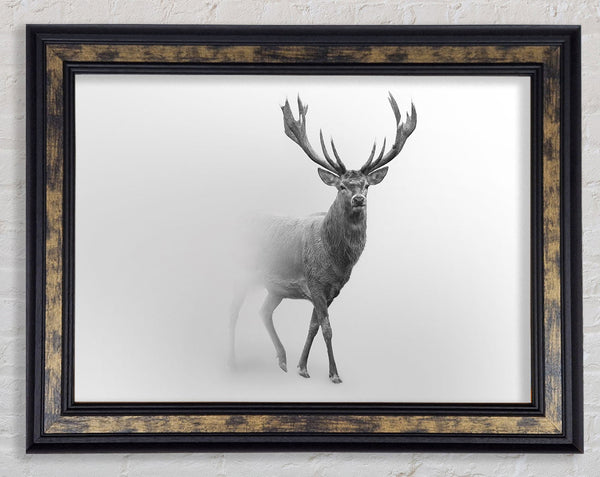 Stag In The Mist Framed Print