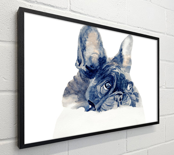 Cute French Bulldog
