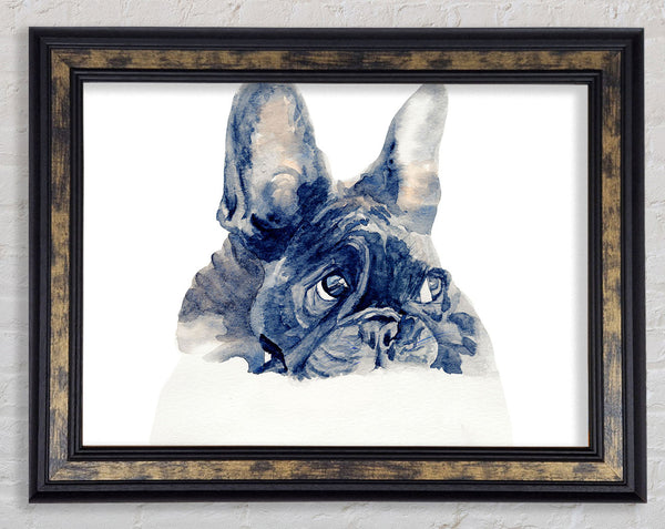 Cute French Bulldog Framed Print