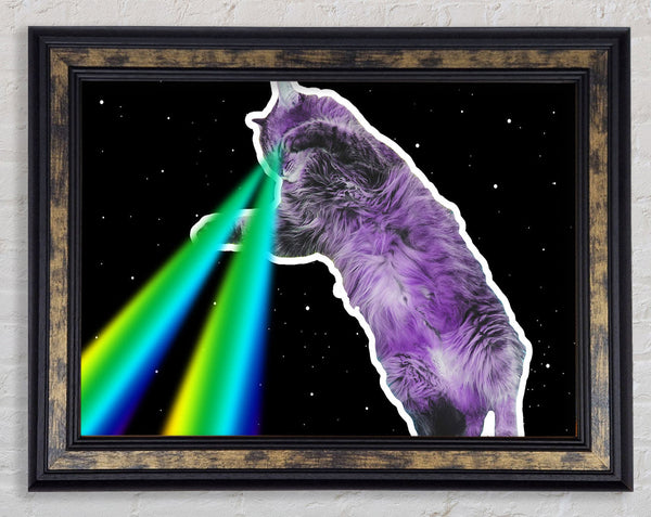 Cat Lazer Beam Space
