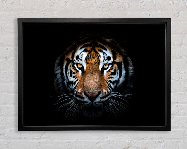 Tiger im Dunkeln