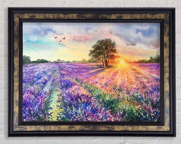 Lilac Fields Sunset Framed Print