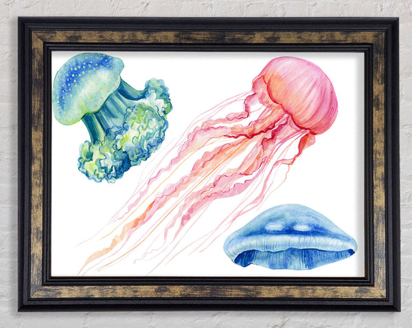 The Jellyfish Of The Sea