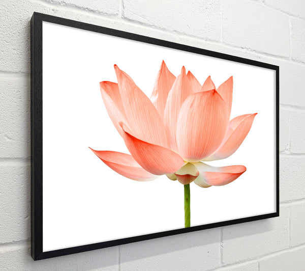 The Peach Flower Beauty