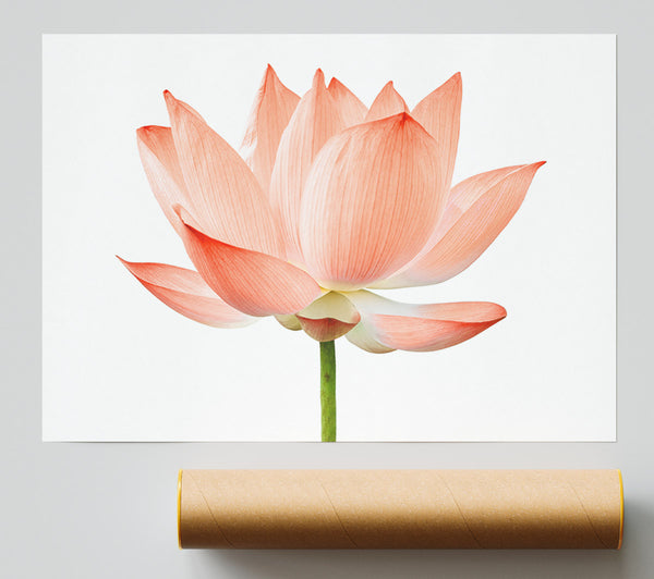 The Peach Flower Beauty Giclee Print