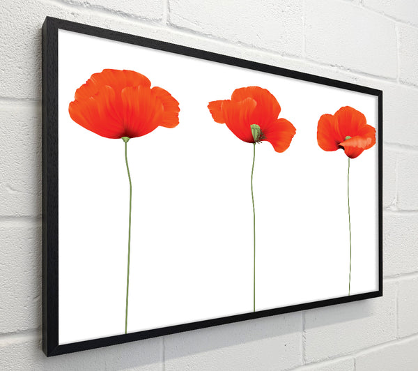 Three Poppies Standing